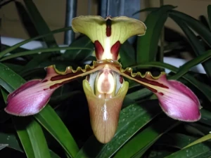 Bild von Paphiopedilum tigrinum